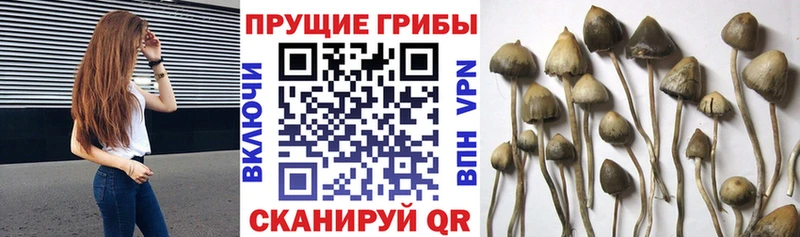 Псилоцибиновые грибы мухоморы  наркошоп  Чадан 